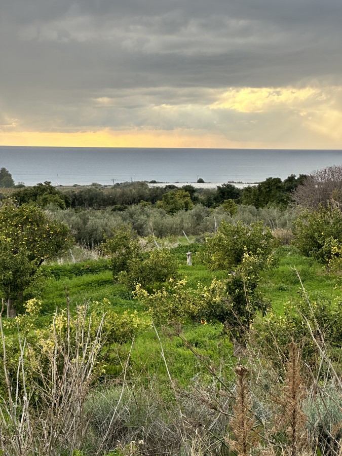 Land in Kissonerga, Paphos