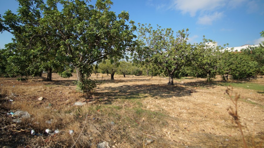 Land in Mesogi, Paphos