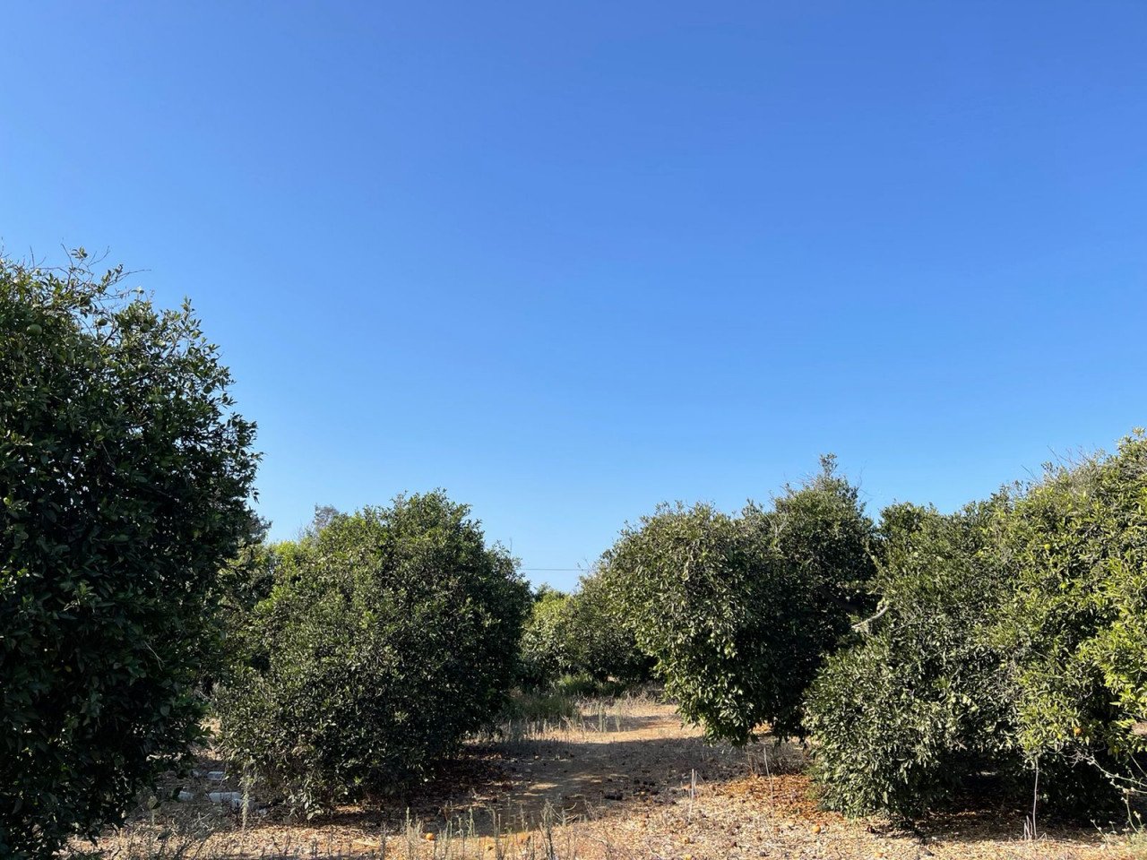 Land in Trachoni, Limassol