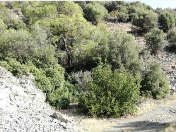 Land in Foinikaria, Limassol